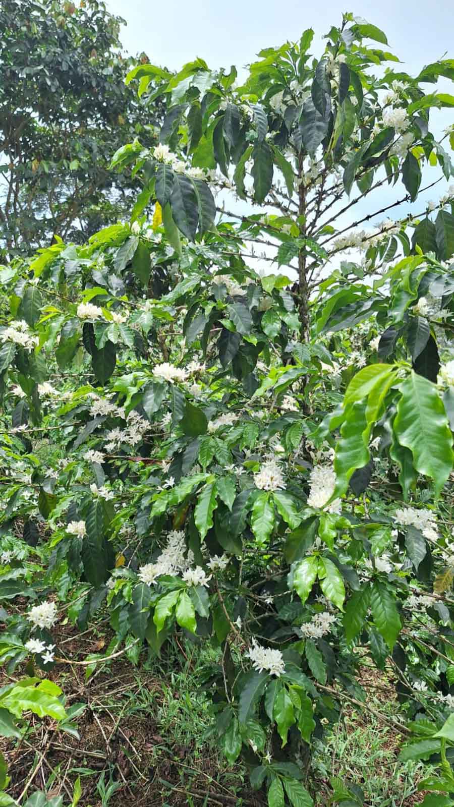 LAST FEW BAGS LEFT! Cup of Excellence Honduras Geisha (#10 Best)