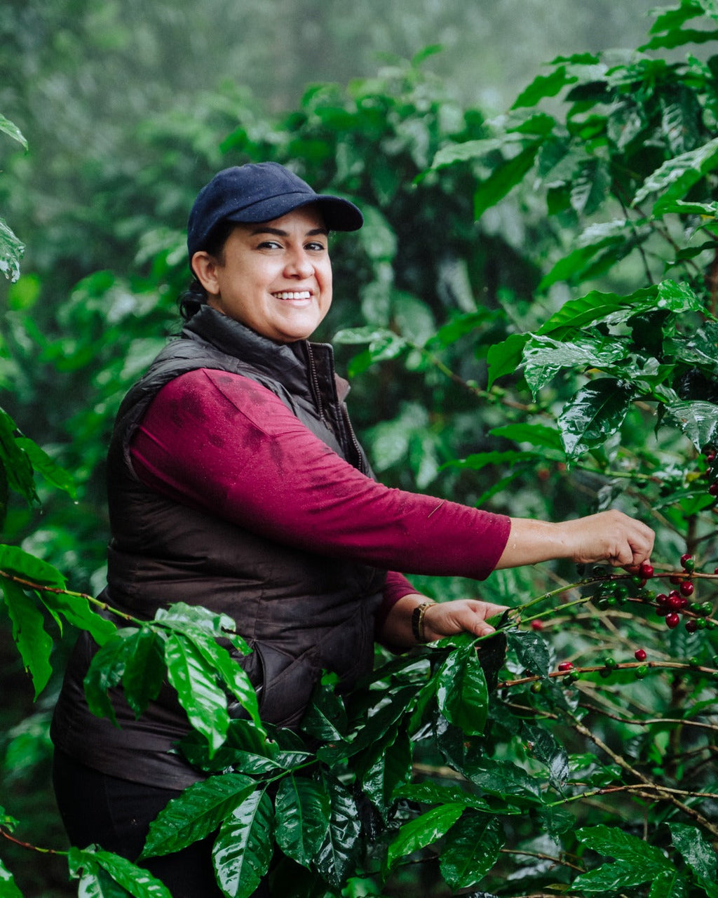 Honduras Monte Fresco Parainema Washed – Medium Roast Specialty Coffee, 50g Sample