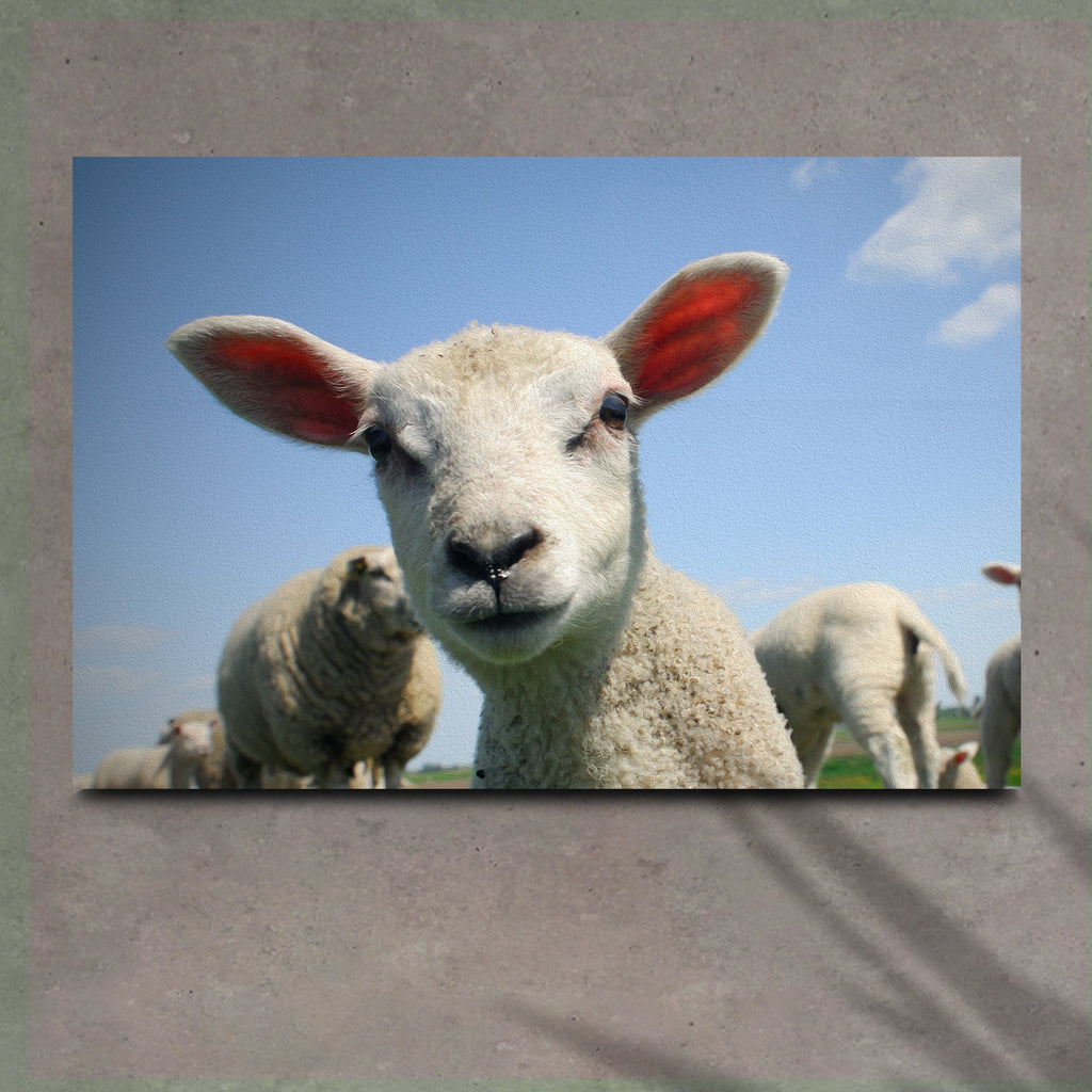 Curious Lamb Canvas Wall Art