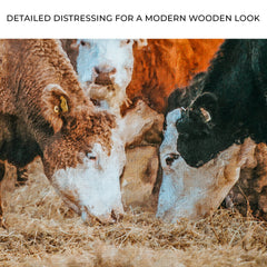 Family Of Hereford Cattle Canvas Wall Art