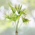 Windmill Palm Bonsai Tree Seeds - 6 Seeds - Trachycarpus fortunei - Indoor/Outdoor Planting