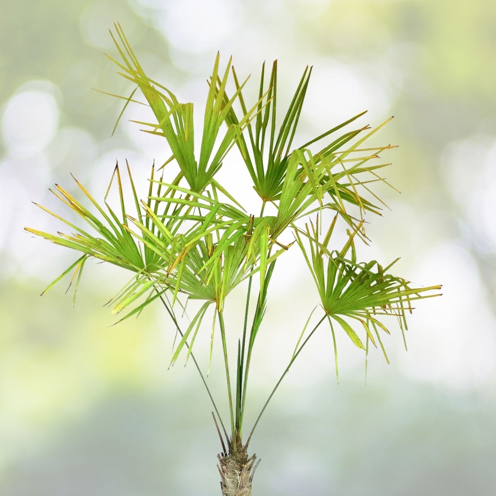 Windmill Palm Bonsai Tree Seeds - 6 Seeds - Trachycarpus fortunei - Indoor/Outdoor Planting