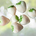 White Strawberry Seeds - 1,000+ Seeds - White Pineberry - Fragaria × ananassa - USA Made