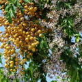 Chinaberry Tree Plant | Melia Azedarach | Cape Lilac | 20 Seeds