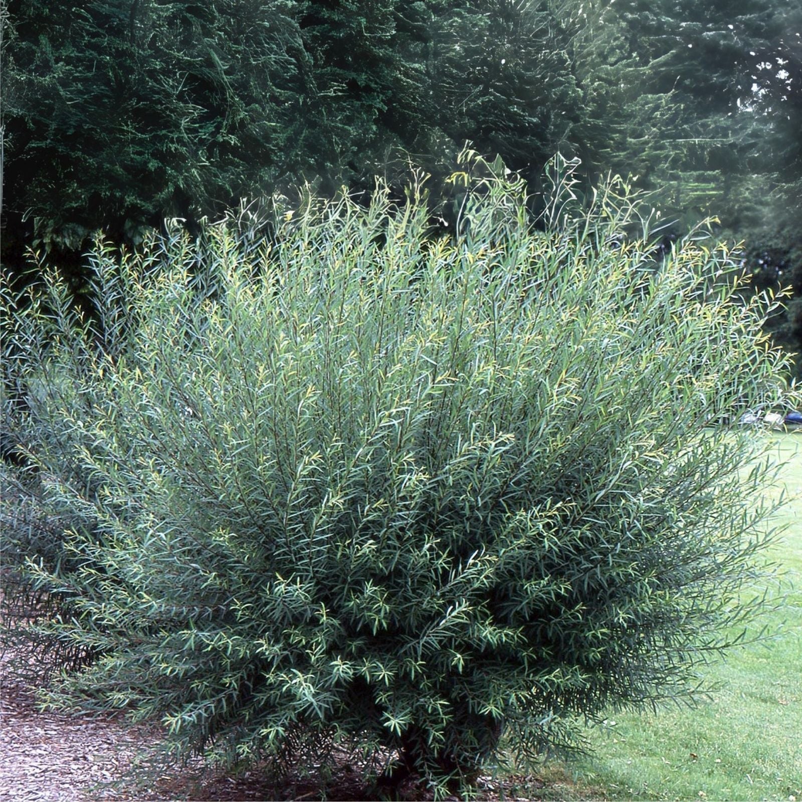 Willow Bush Cuttings for Planting - Low Growing Privacy Hedge, Salix purpurea - Ideal for Landscape and Garden Use