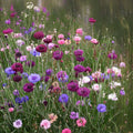 Purple Wildflower Mix - 200+ Seeds - Vibrant Purple Blend of Wildflowers - Native Seed Mix