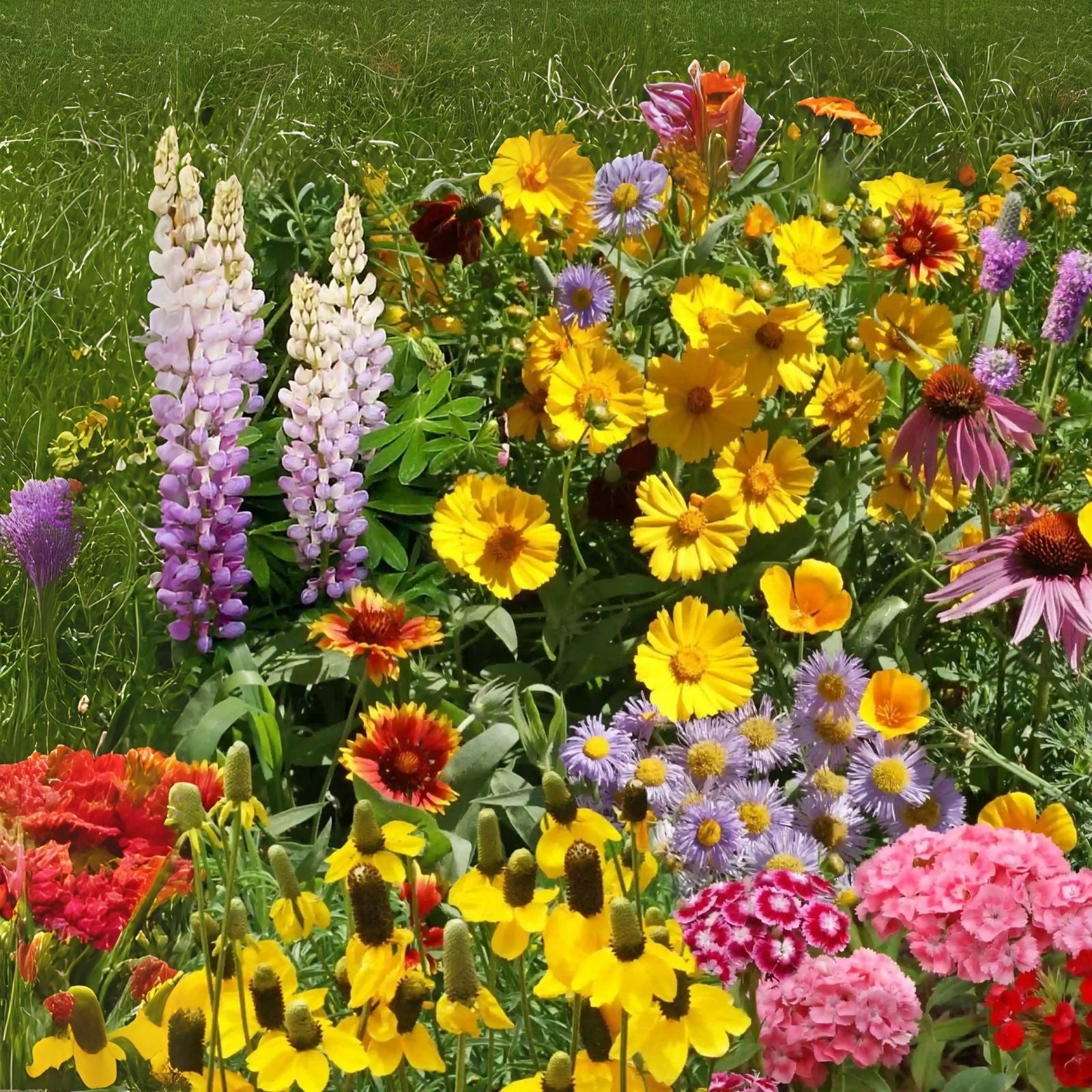 Perennial Wildflower Seeds Mix - Easy to Grow Varieties for Garden - Native Wildflowers (Various Species)