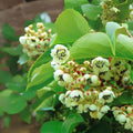 Kiwi Plant Starter - Live Rooted Male Pollinator - Actinidia deliciosa - Zones 3-9