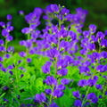 Wild Blue Indigo Bush Seeds - 100 Pack - Baptisia Australis - Native Perennial Plant for Garden or Landscape