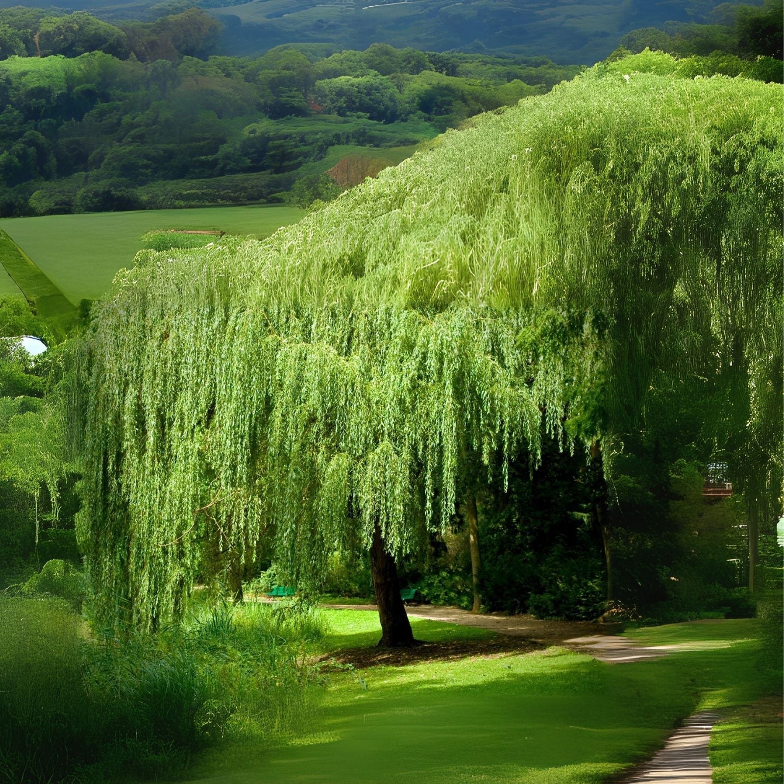 5 Willow Trees - 2 Weeping Willow + 2 Austree Hybrid - Ready to Plant - Salix babylonica, Salix x integra