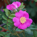 Woods Rose Seeds for Planting (30 Seeds) - Rosa woodsii - Grow Wild Rose Bushes