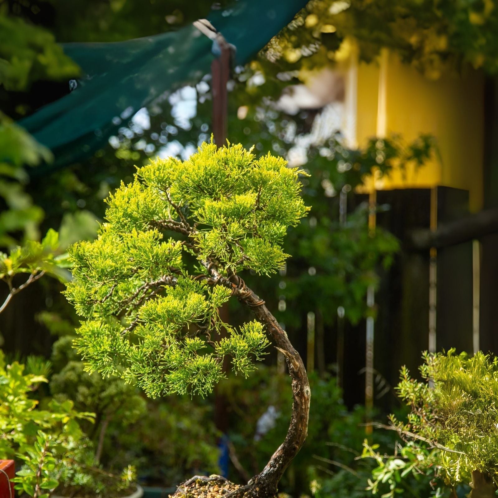 RARE Willow Bonsai Cutting - Live Plant - Salix spp. - Perfect for Bonsai Gardening and Indoor Decor