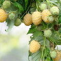Yellow Anne Raspberry Starter Plant - Live Plant for Zones 4-9 - Rubus idaeus 'Yellow Anne'