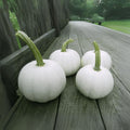 White Flat Stacker Pumpkin Seeds - 10 Seeds for Planting - Cucurbita pepo