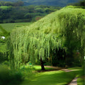 Aussie Willow Tree Bundle - 10 Fast Growing + 4 Weeping Willow Trees - Salix spp.