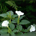 White Trumpet Bush Seeds - 20 Pack - Fragrant Trumpet Flowers - Tecoma alata