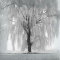 Weeping Willow 2–3 ft Live Plant – Salix babylonica