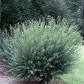 Willow Cuttings for Planting - Dark Dicks Variety Salix Purpurea - Ideal for Stunning Basket Willow Growth