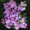 Virginia Stock Wildflower Seeds - 100 Pack - Colorful Blooms for Cut Flowers - Malcomia maritima