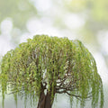 Willow Bonsai Bundle - 9 Types of Exotic Rare Willow - Perfect for Collectors - Salix spp.