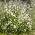 White Swan Clary Sage Flower Seeds - 100 Seeds - Salvia sclarea - Premium Gardening Seeds for Planting