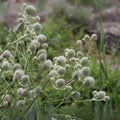 White Glitter Sea Holly Seeds - 25 Eryngium Flower Seeds - Drought-Tolerant Perennial Plant