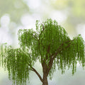 Thin Hybrid Willow Tree Cuttings for Planting - Bulk Amounts - Salix × sepulchralis - Ideal for Privacy Screens