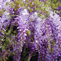 Chinese Wisteria Vine Seeds - 10 Pack - Wisteria sinensis - Exotic Flowering Climbing Plant Seeds for Garden