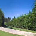 Huge Hybrid Willow Cutting - 5 Foot Tall - Salix × sepulcralis