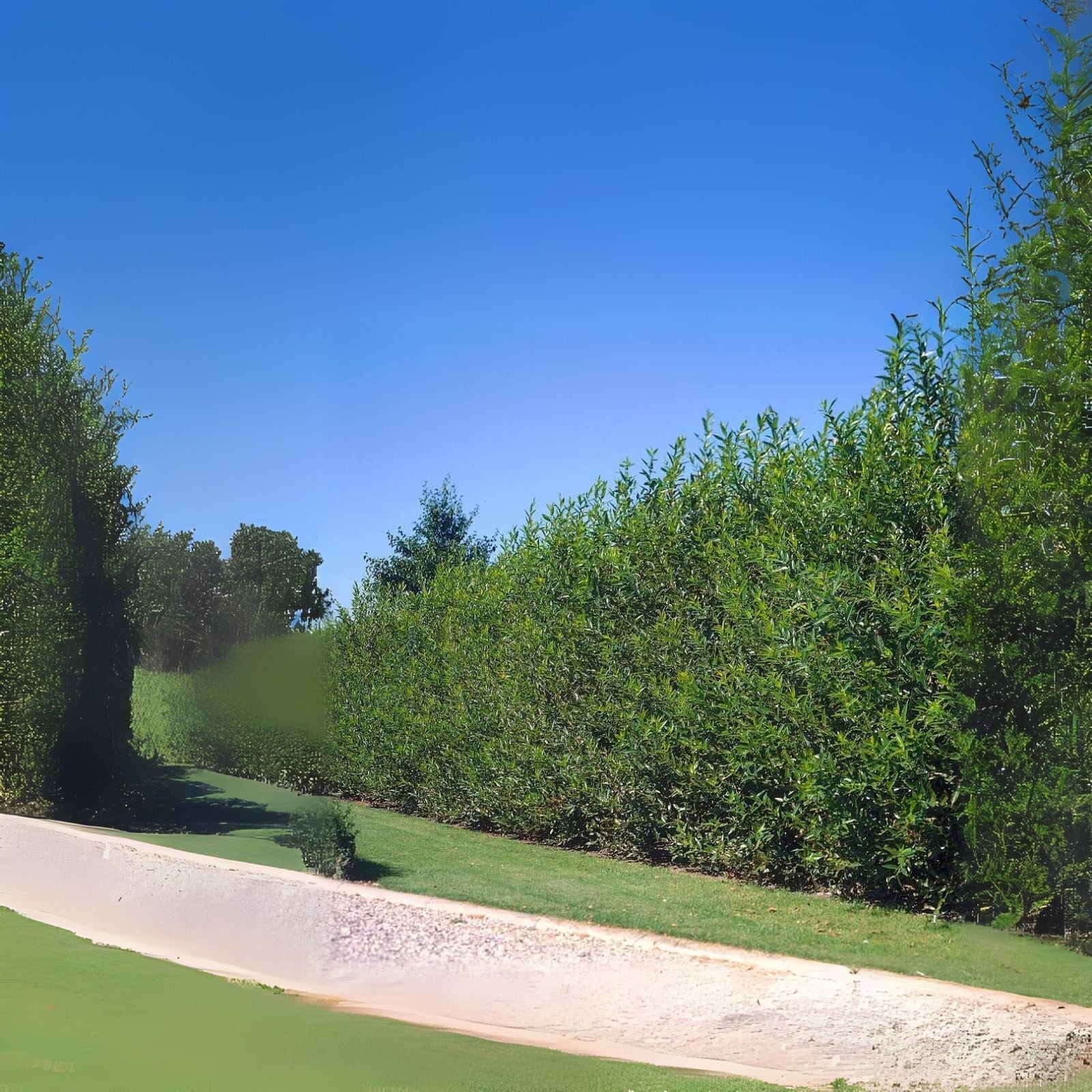 Huge Hybrid Willow Cutting - 5 Foot Tall - Salix × sepulcralis