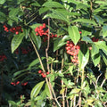 Organic Coral Berry Plant 1.5-2 Ft Ardisia crenata - Native Ornamental Plant for Gardens and Landscapes