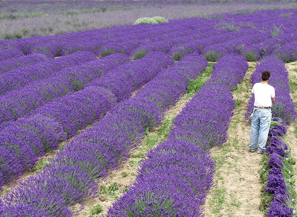 Live Blue Cushion Lavender Plant (Lavandula angustifolia)