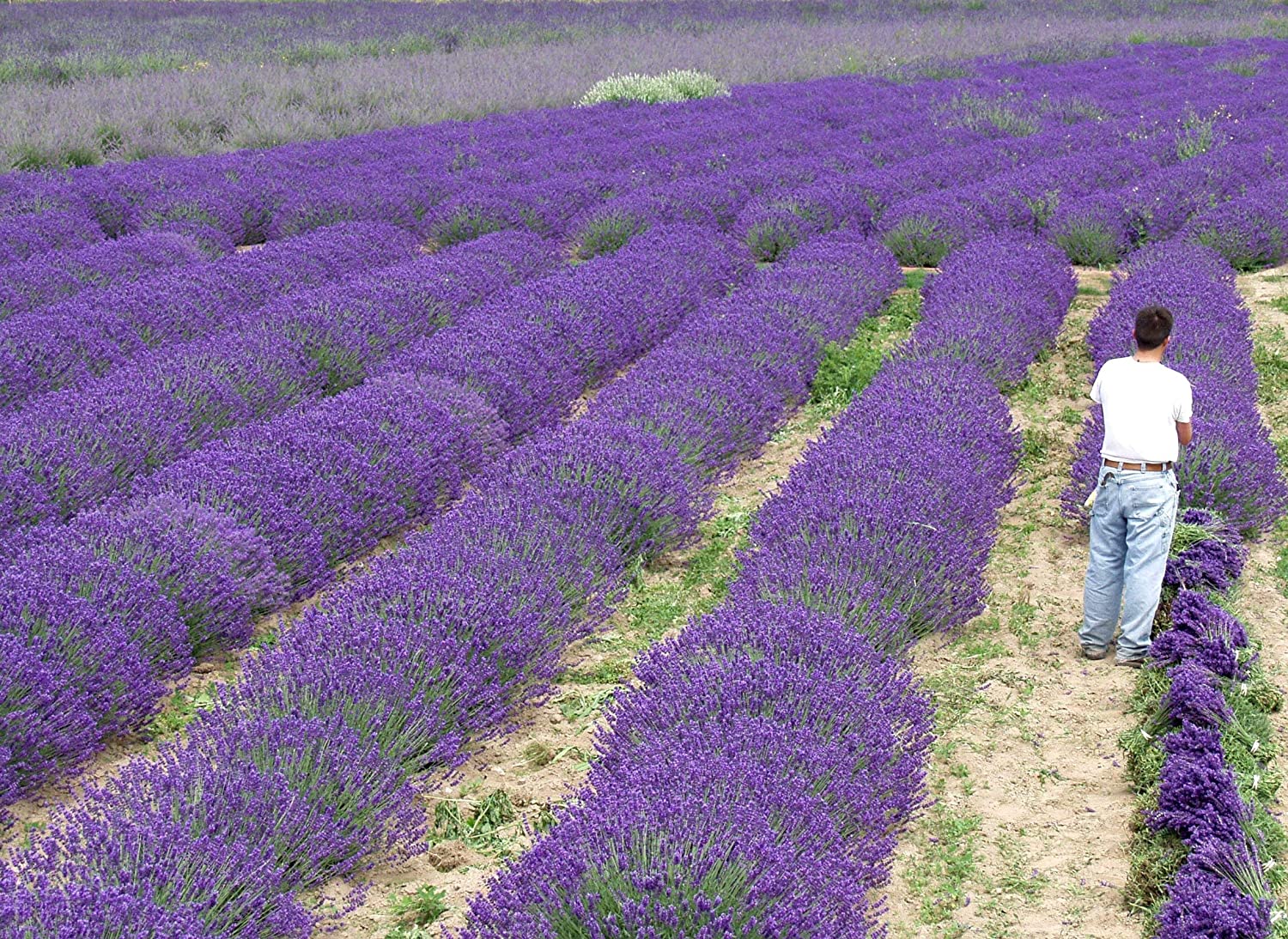 Live Blue Cushion Lavender Plant (Lavandula angustifolia)