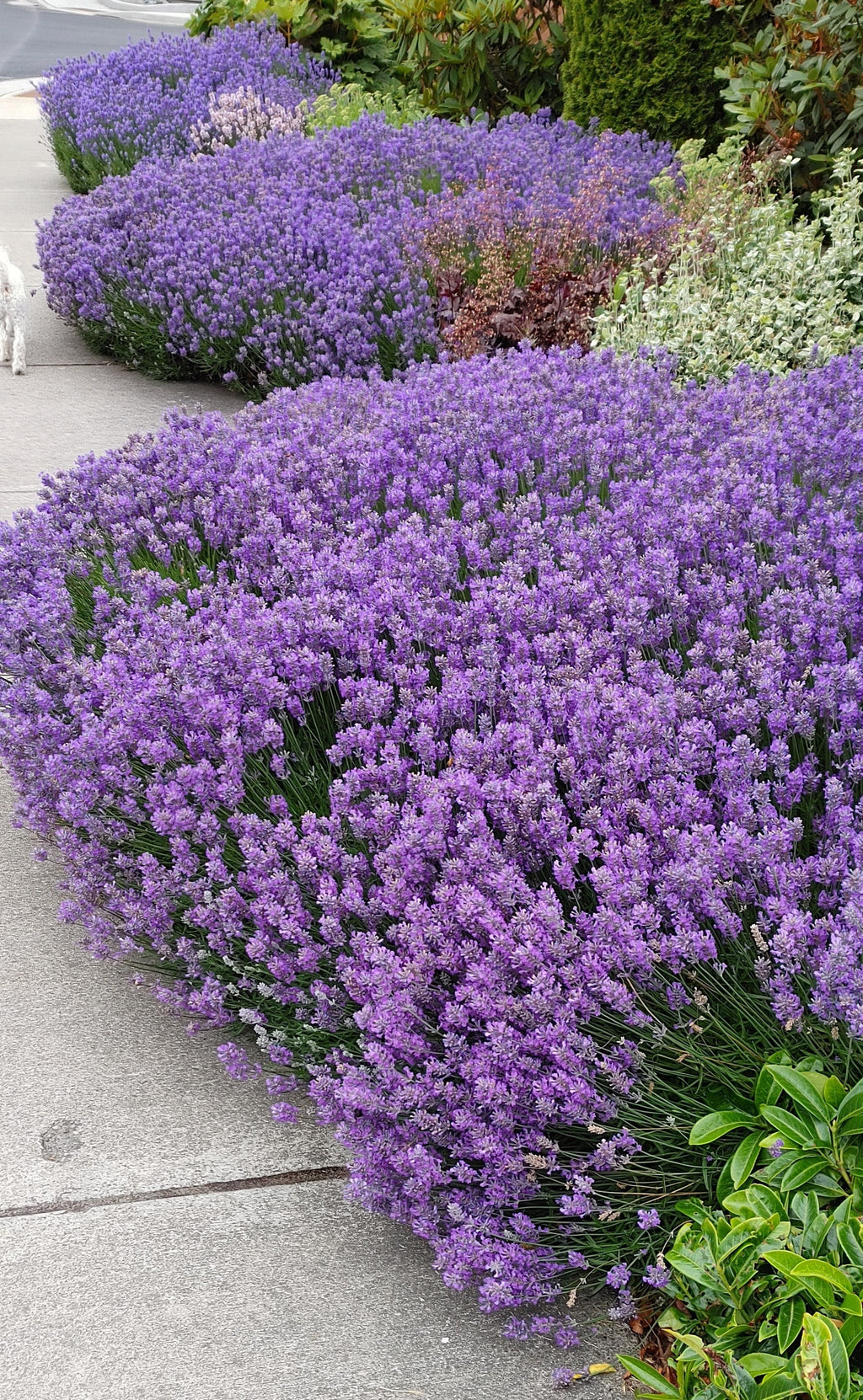 Live Blue Cushion Lavender Plant (Lavandula angustifolia)