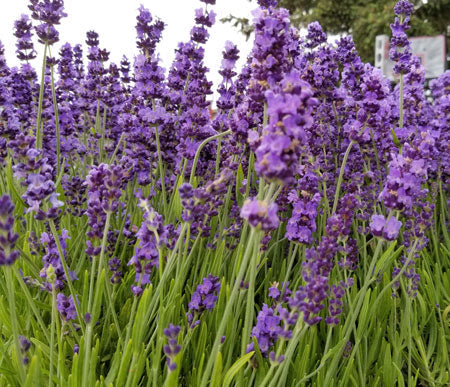 English Culinary Lavender Buds Food Grade Dried Herb for Cooking