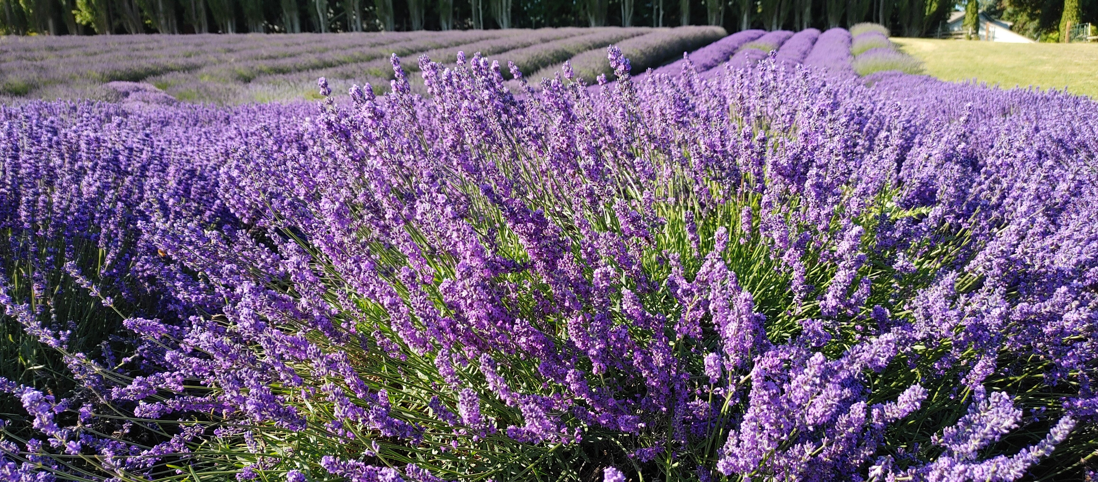 Live Blue Cushion Lavender Plant (Lavandula angustifolia)